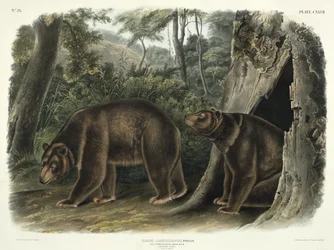 Ursus Americanus, var. Cinnamonum (Zimt-Bär), Tafel 127 aus 